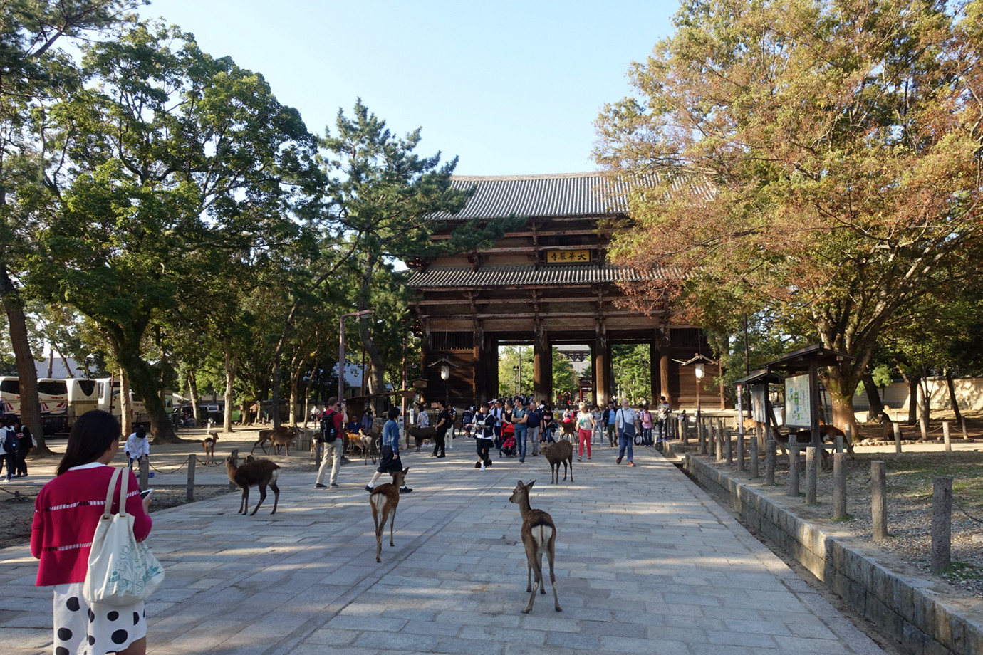 奈良-奈良公園